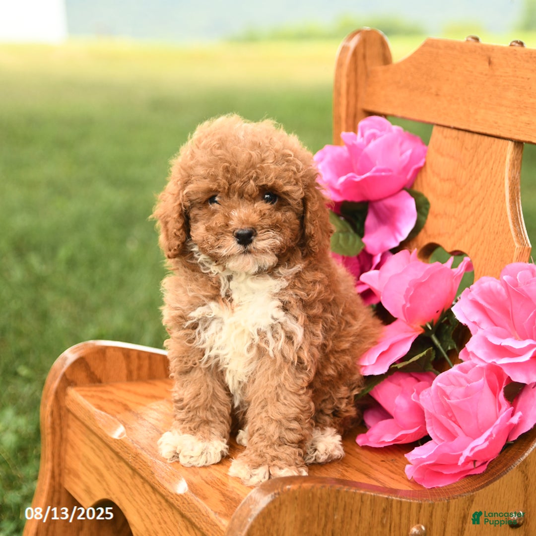 Miniature Poodle dogs for sale: Rocky - Image 1
