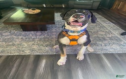 Great Dane dogs for sale: Strawberry - Image 3
