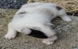 Border Collie dogs for sale: Riley - Image 2
