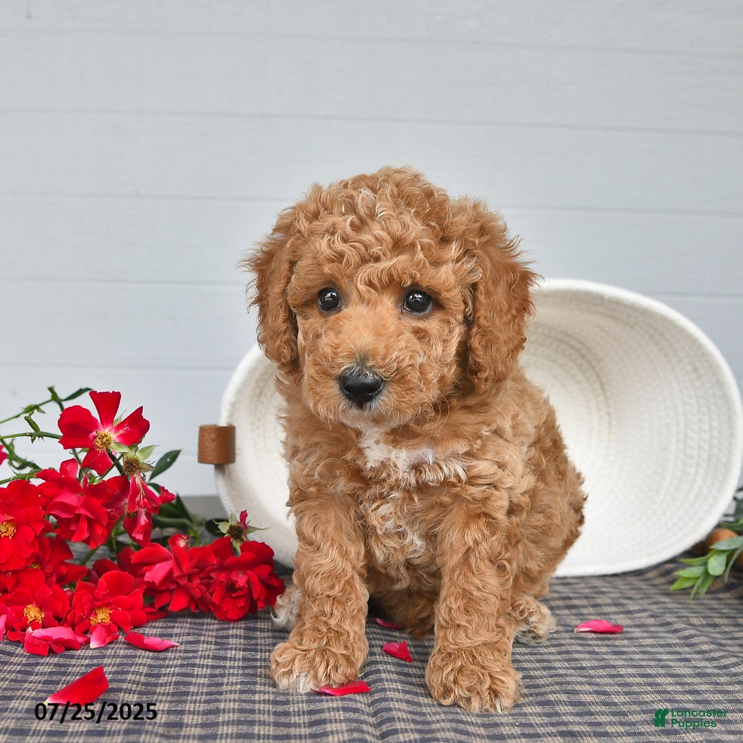 Toy Poodle dogs for sale: Peanut - Image 2