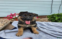 German Shepherd dogs for sale: Jebediah - Image 2