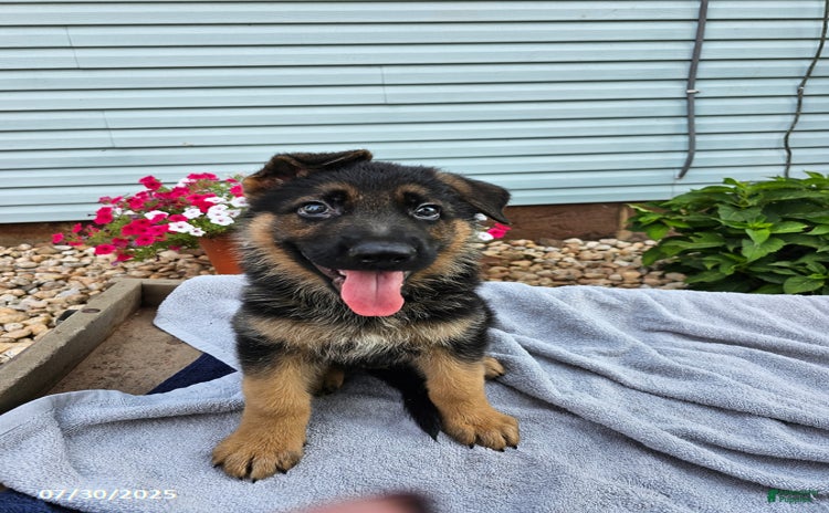 German Shepherd dogs for sale - Ad 1