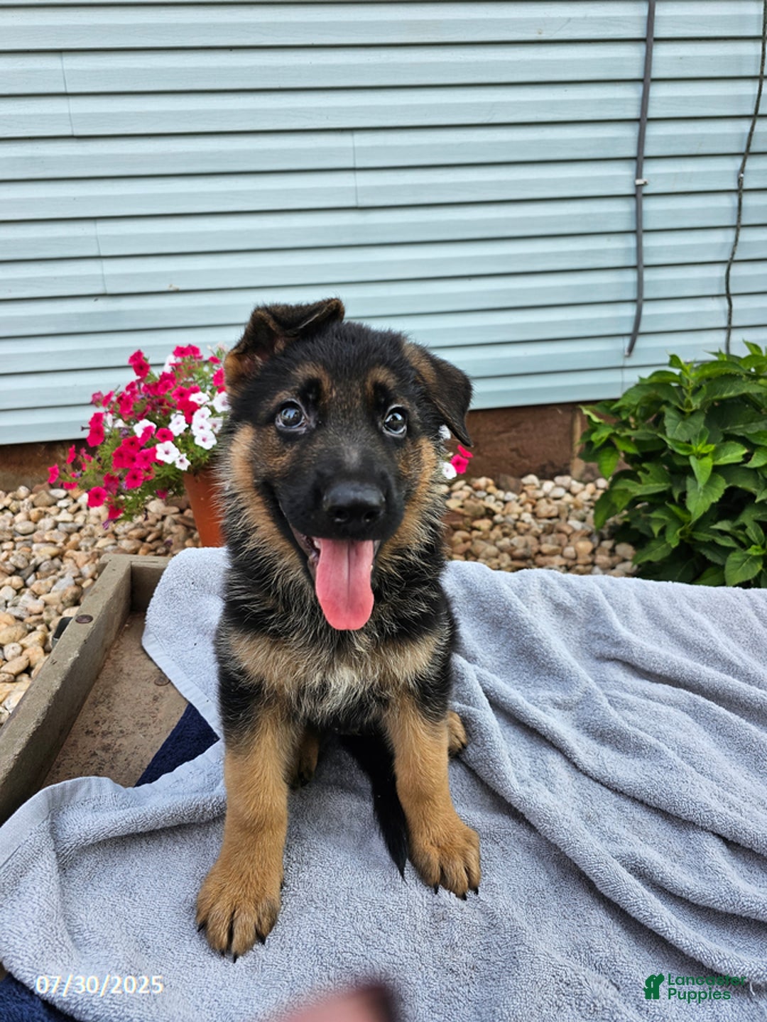 German Shepherd dogs for sale: Jebediah - Image 2