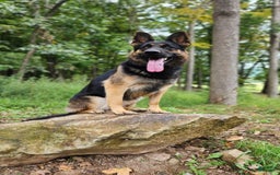 German Shepherd dogs for sale: Kora - Image 23