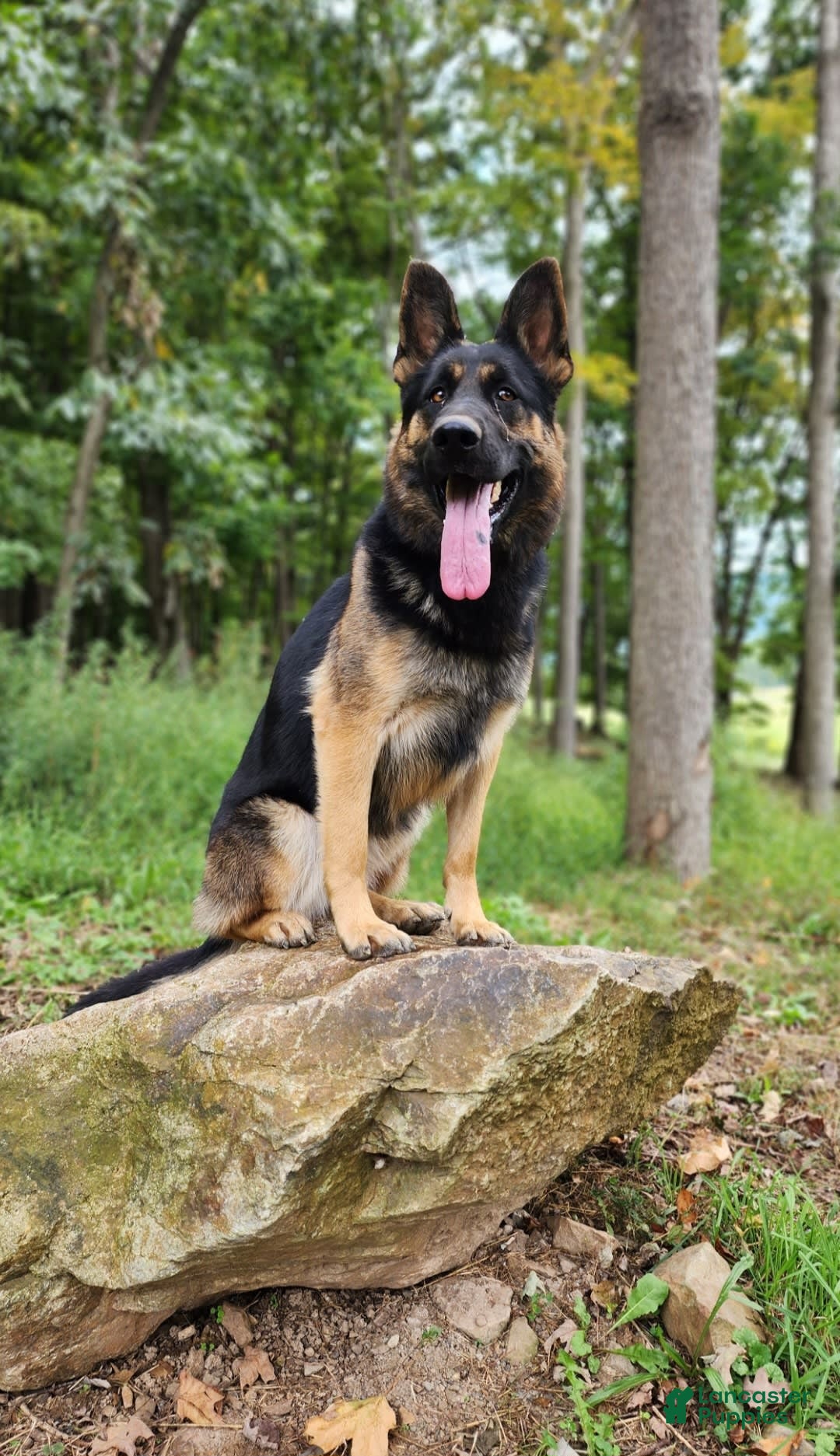 German Shepherd dogs for sale: Kora - Image 23