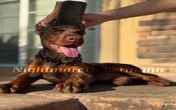 Doberman Pinscher dogs for sale: Malibu - Image 4