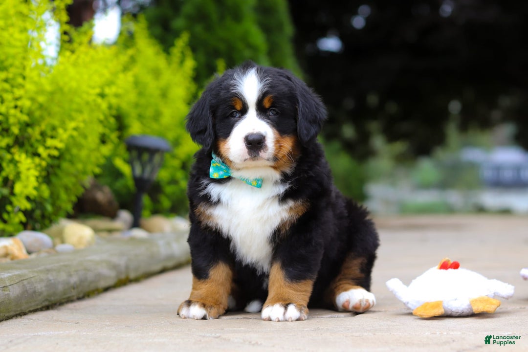 Bernese Mountain Dog dogs for sale: Anson - Image 9