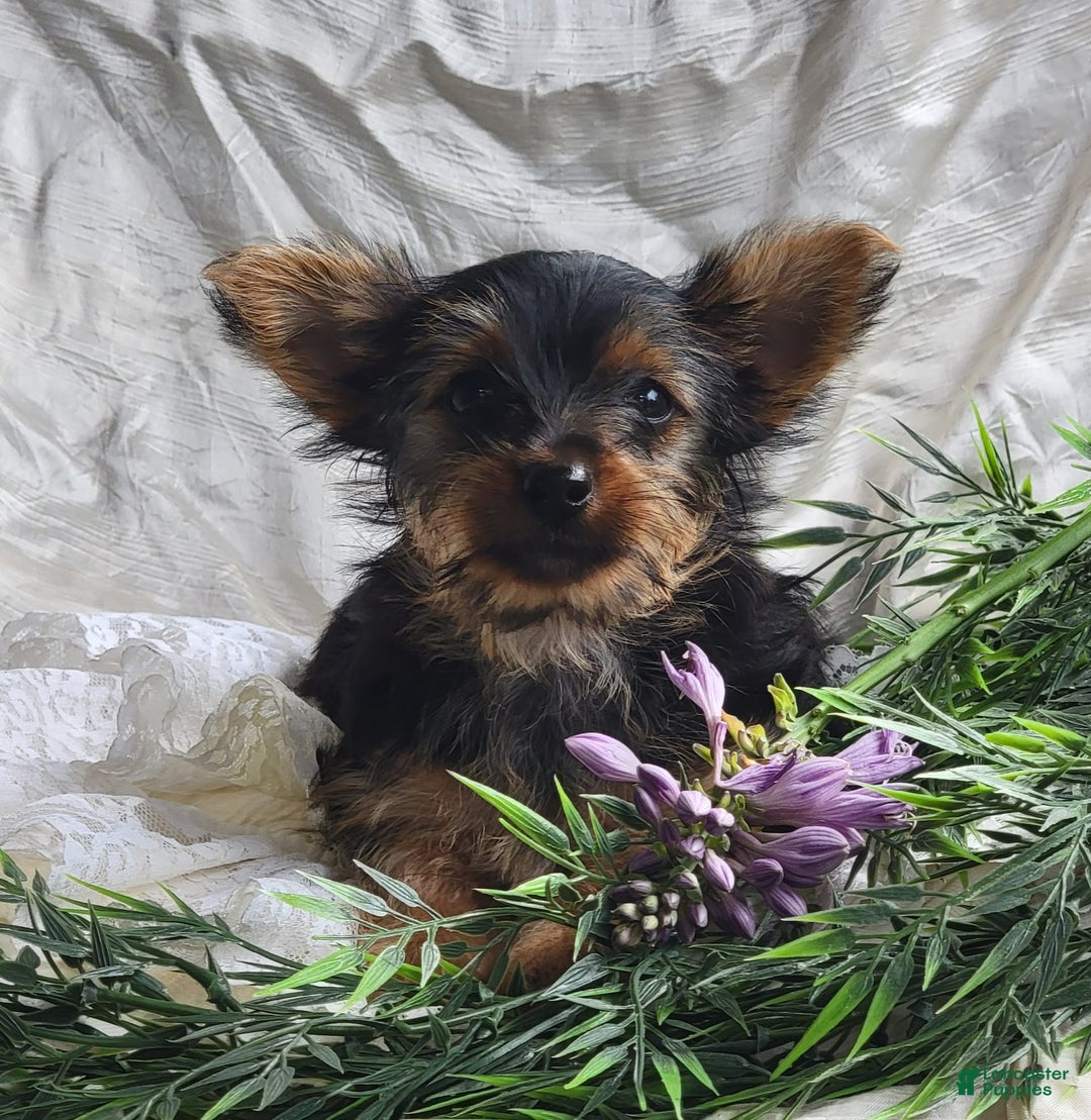 Yorkshire Terrier dogs for sale: Poppy - Image 5