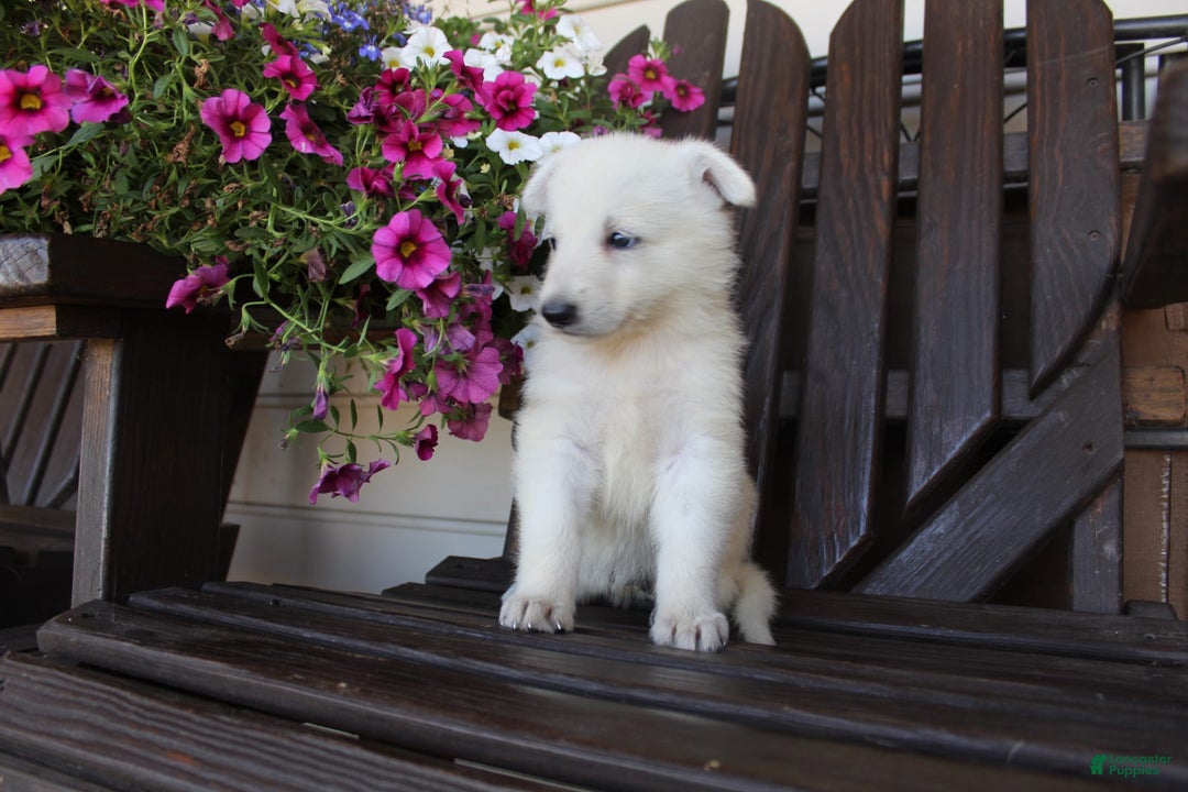 German Shepherd dogs for sale: June - Image 5