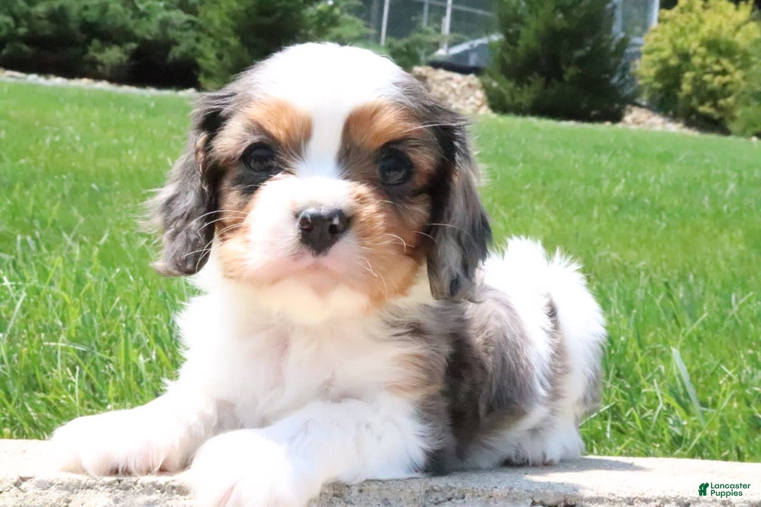 Cavalier King Charles Spaniel dogs for sale: Cavalier King Charles Spaniel 3 puppies - Image 1