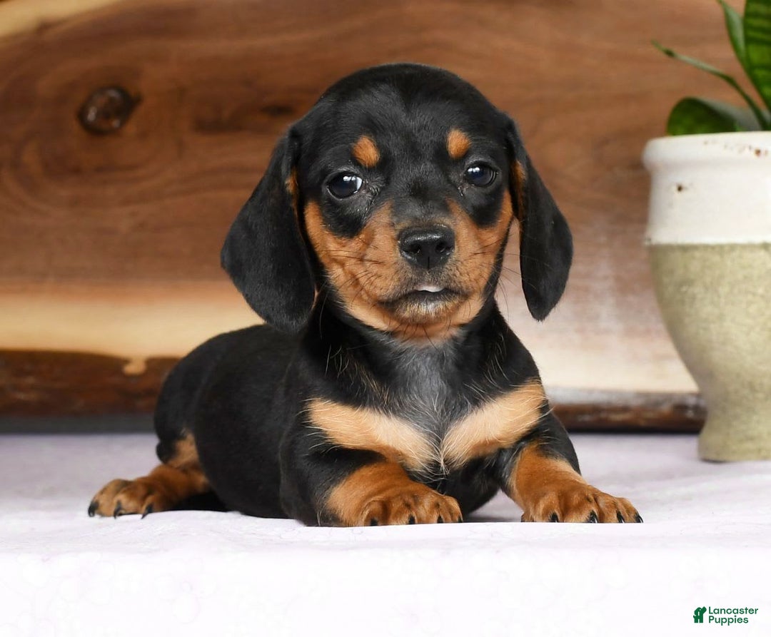 Miniature Dachshund dogs for sale: Arrow - Image 3