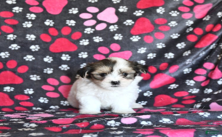 Shorkie dogs - Advert 12