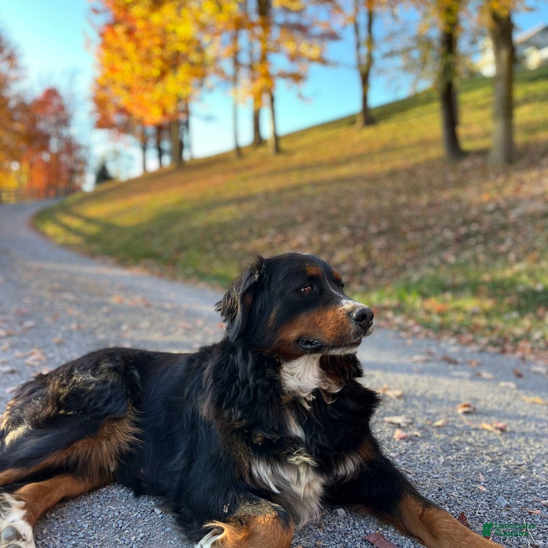Bernese Mountain Dog dogs for sale: Stella - Image 1