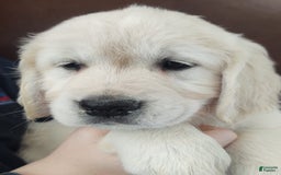 Golden Retriever dogs for sale: Bobby - Image 4