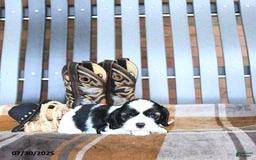 Cocker Spaniel dogs for sale: Khloe - Image 4