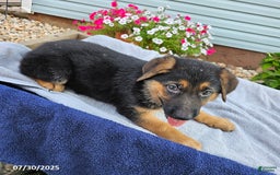 German Shepherd dogs for sale: Julia - Image 3