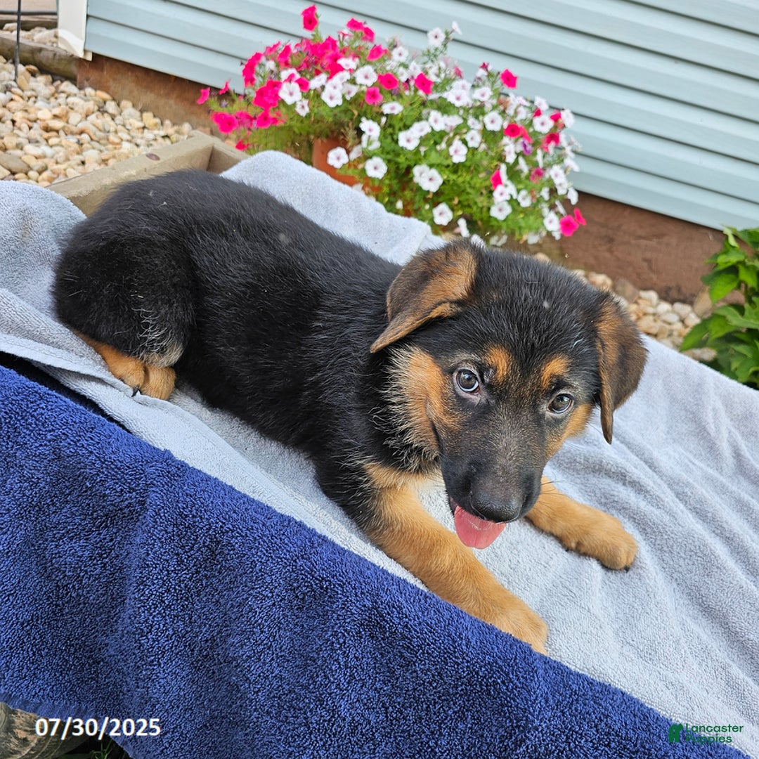 German Shepherd dogs for sale: Julia - Image 3