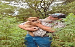 Gerberian Shepsky dogs for sale: Rocky - Image 2