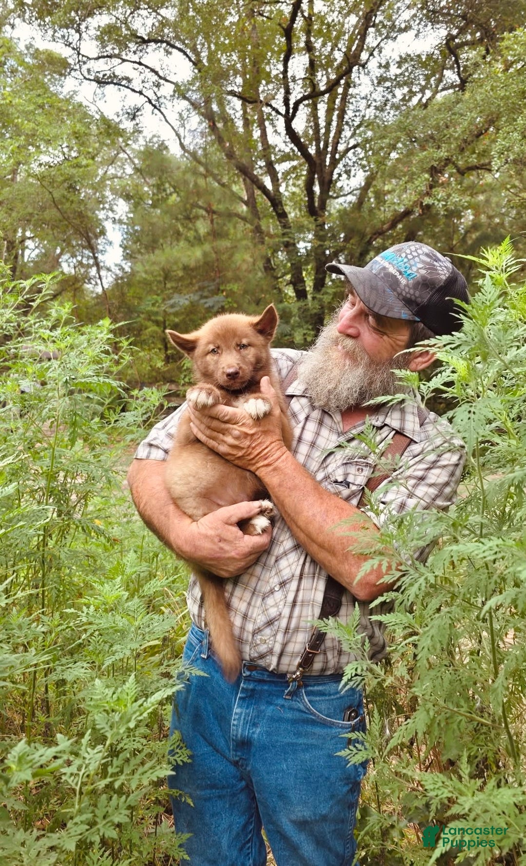 Gerberian Shepsky dogs for sale: Rocky - Image 2