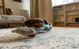 Miniature Dachshund dogs for sale: Maya - Image 5