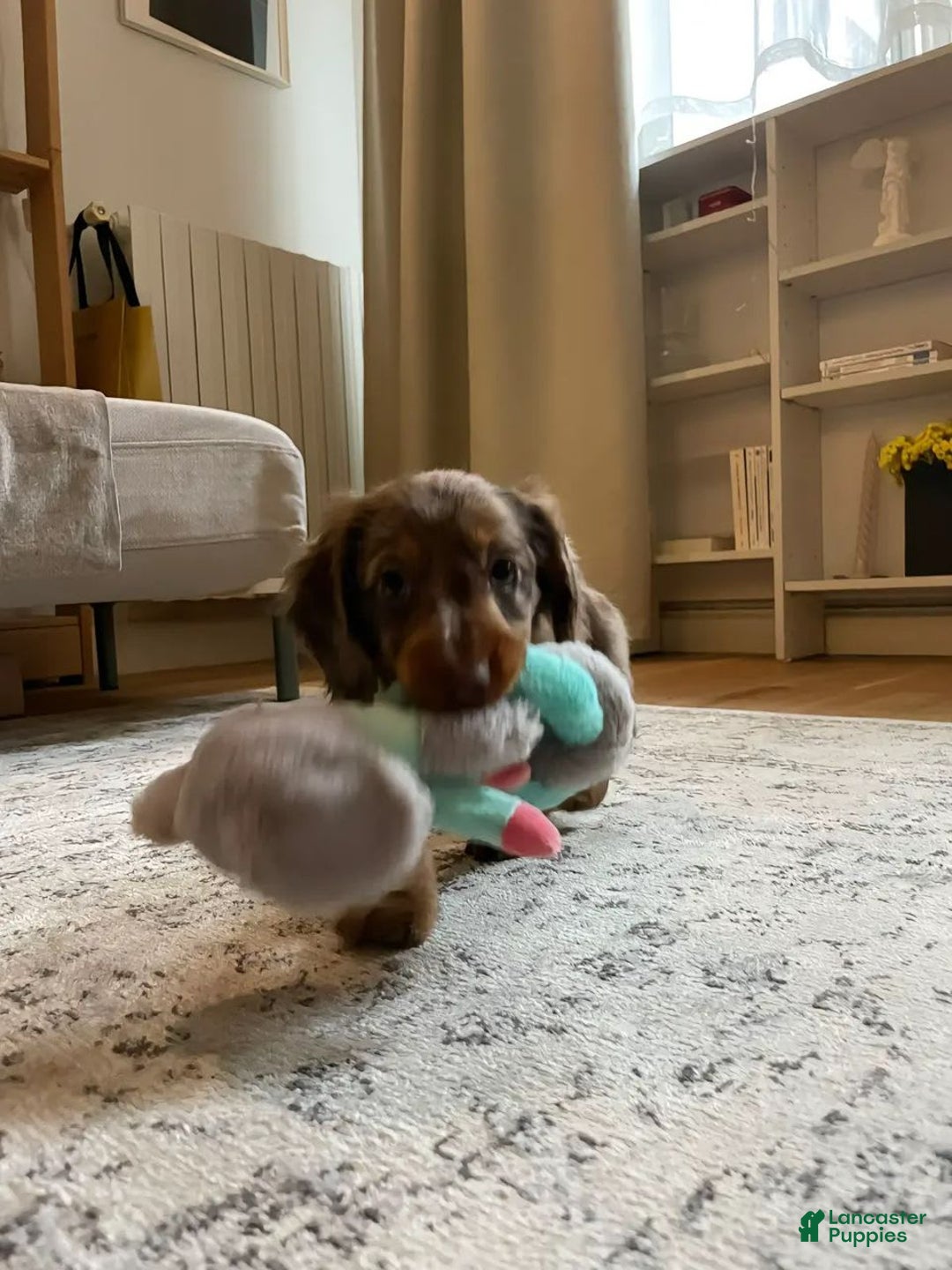 Miniature Dachshund dogs for sale: Maya - Image 5