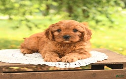Cavapoo dogs for sale: Biscuit - Image 5