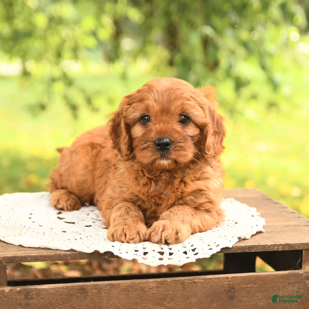 Cavapoo dogs for sale: Biscuit - Image 5