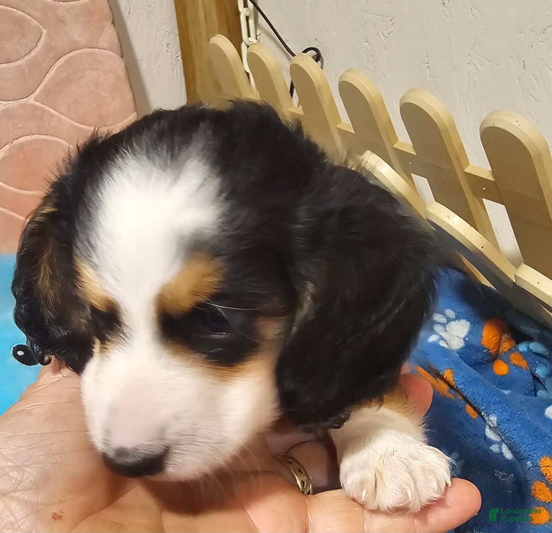 Dachshund dogs for sale: Jude - Image 4