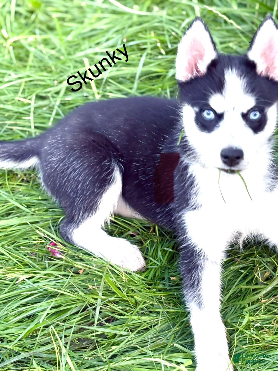 Siberian Husky dogs for sale: Skunky - Image 2