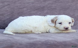 Goldendoodle dogs for sale: Odessa - Image 4