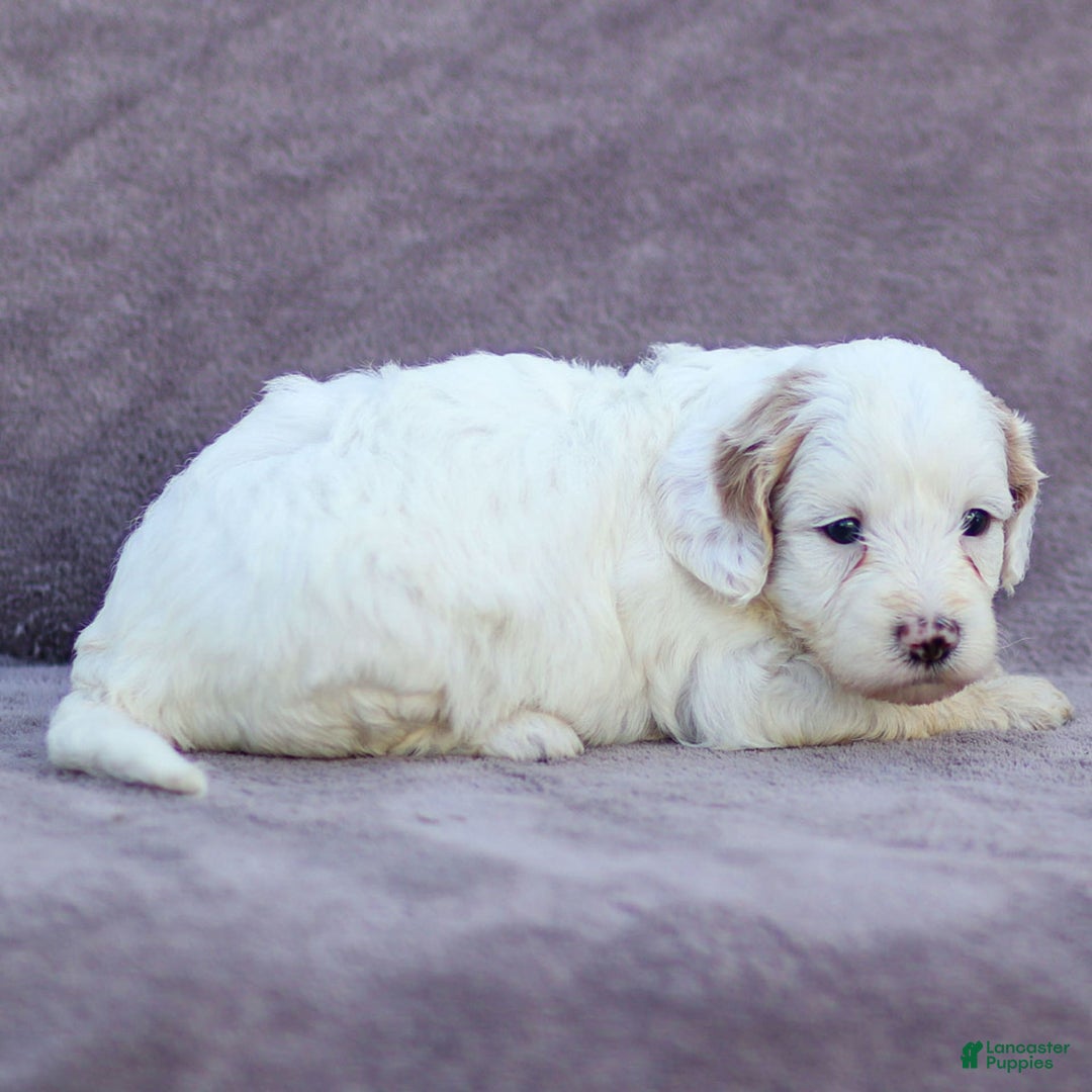Goldendoodle dogs for sale: Odessa - Image 4