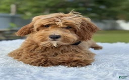Mini Goldendoodle dogs for sale: Waffles - Image 14