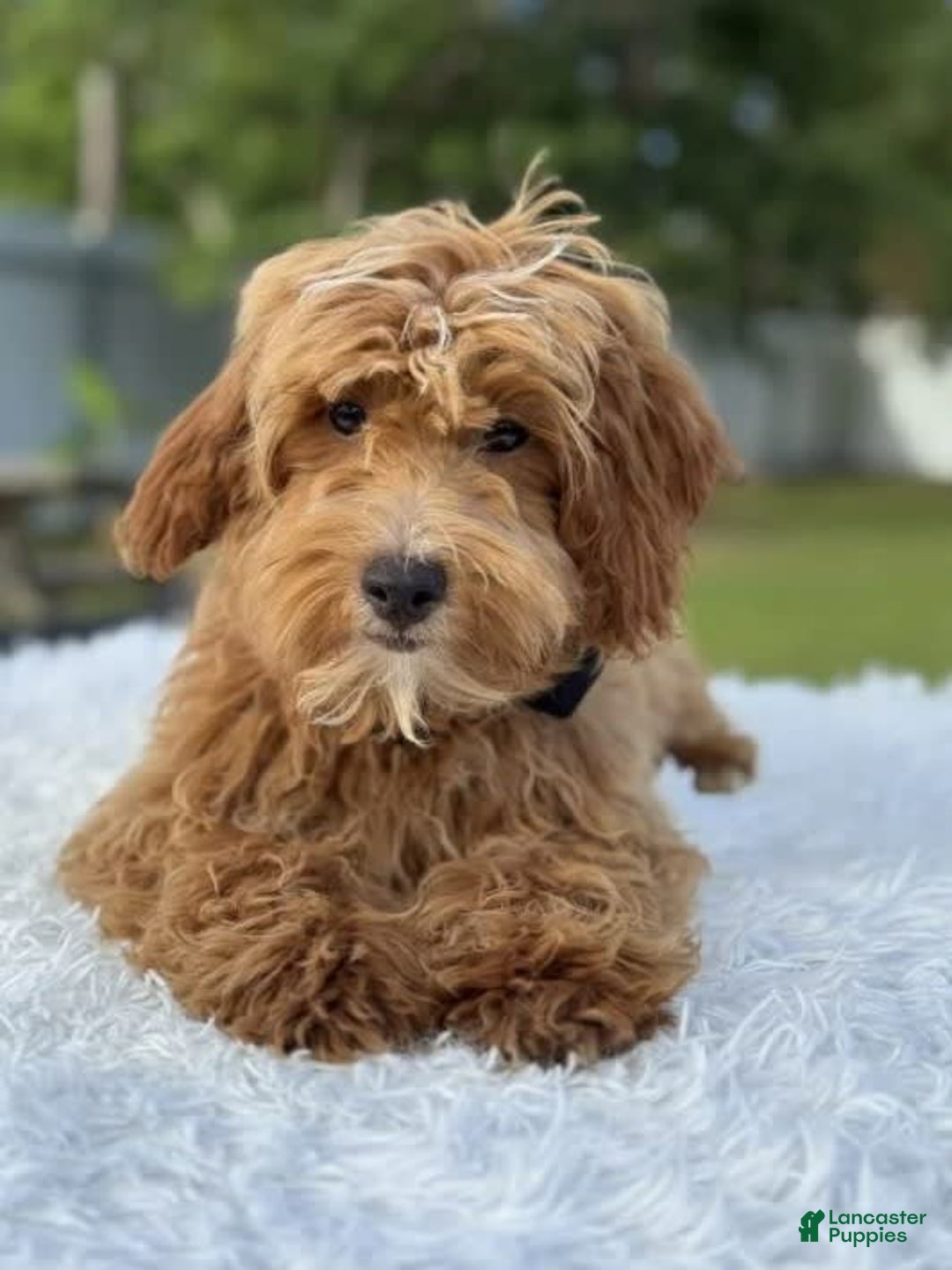 Mini Goldendoodle dogs for sale: Waffles - Image 14
