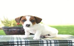 Jack Russell Terrier dogs for sale: Max - Image 2