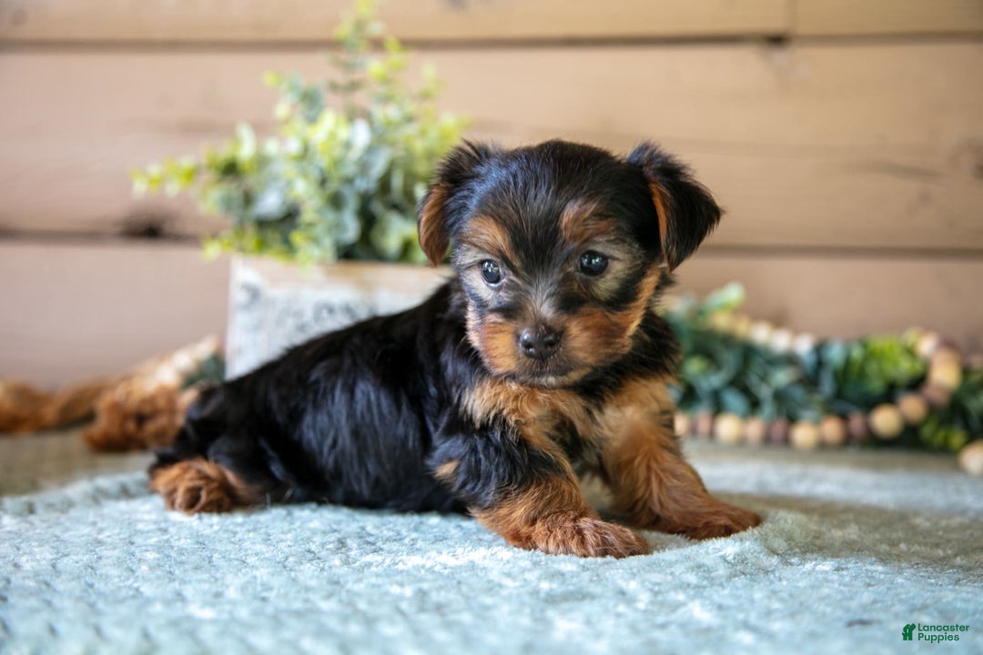 Yorkshire Terrier dogs for sale: Fletcher - Image 3