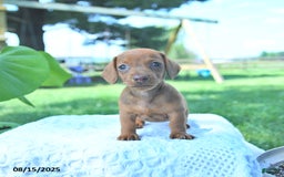 Dachshund dogs for sale: Layla - Image 5