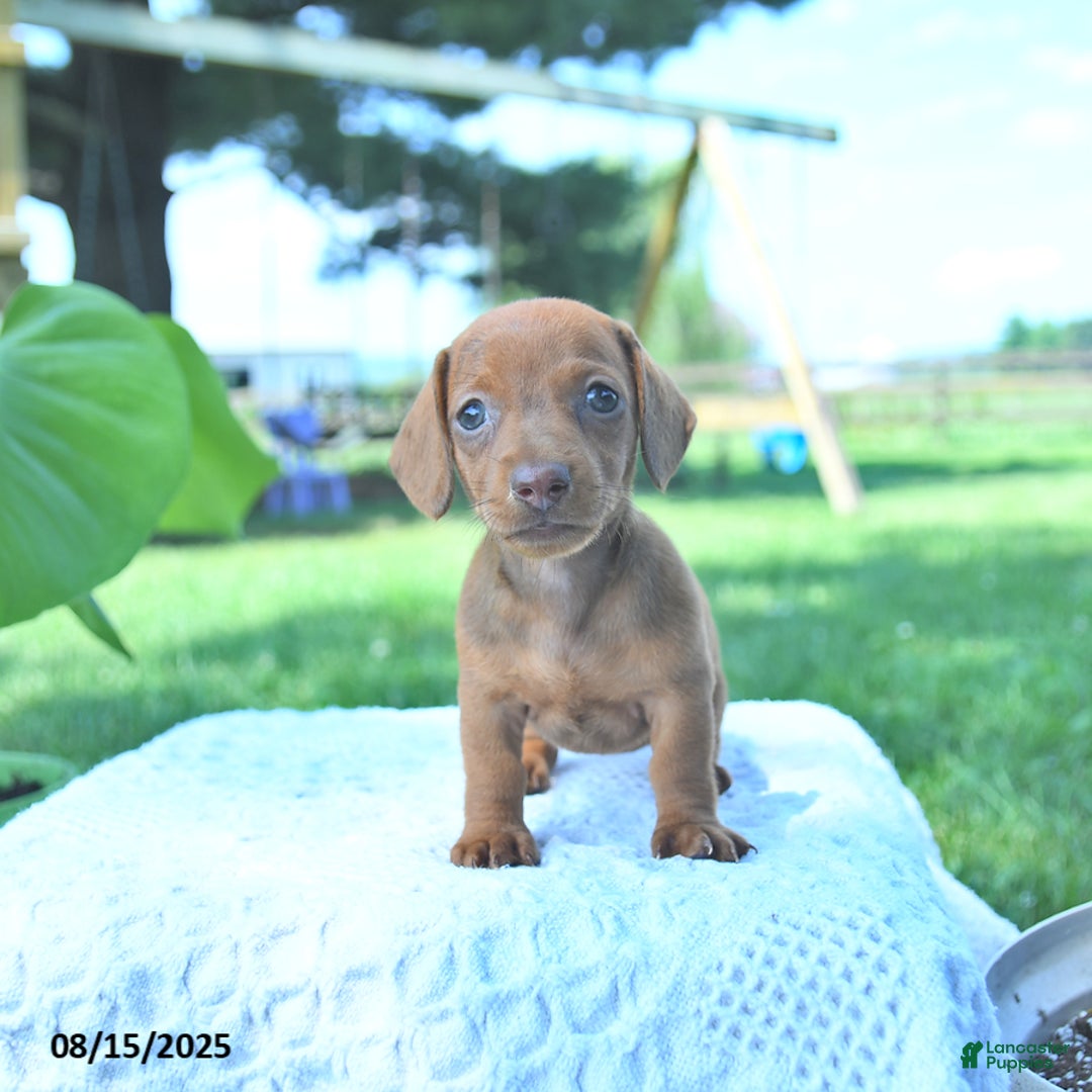 Dachshund dogs for sale: Layla - Image 5