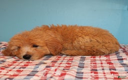Mini Goldendoodle dogs for sale: Mack Mini - Image 5