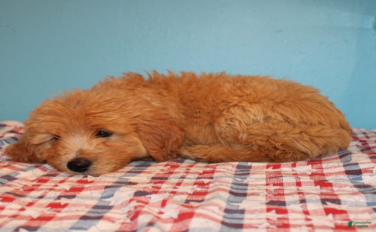 Mini Goldendoodle dogs for sale - Ad 5