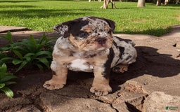 English Bulldog dogs for sale: Stoney - Image 11