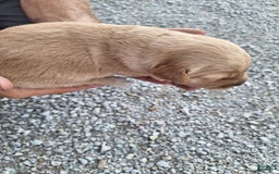 Golden Retriever dogs for sale: Max - Image 2