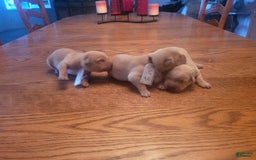 Labrador Retriever dogs for sale: 3 Yellow Males - Image 1
