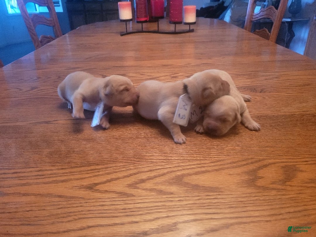 Labrador Retriever dogs for sale: 3 Yellow Males - Image 1