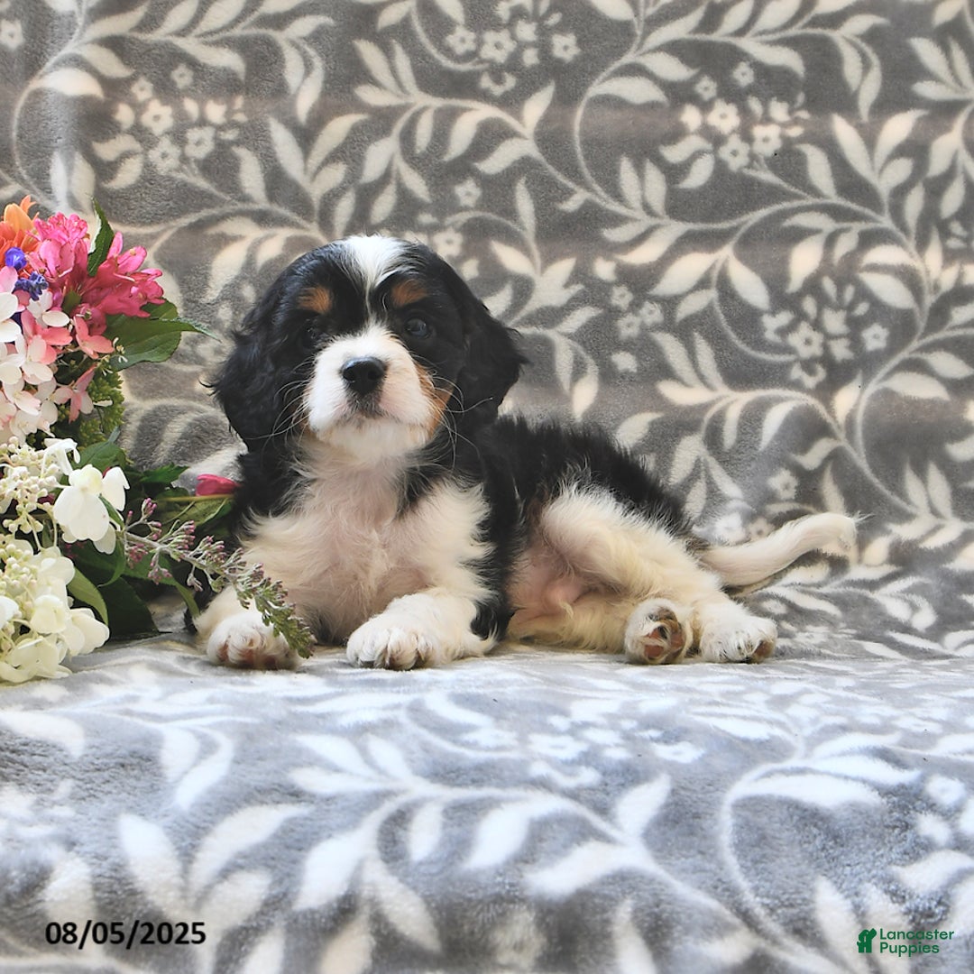 Cavapoo dogs for sale: Bailey - Image 3