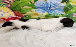 English Springer Spaniel dogs for sale: Milk - Image 2
