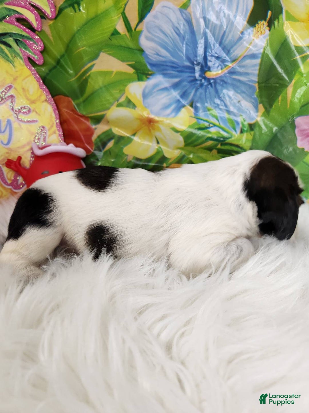 English Springer Spaniel dogs for sale: Milk - Image 2