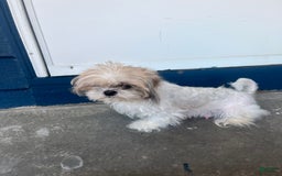 Shih Tzu dogs for sale: Beanie - Image 6