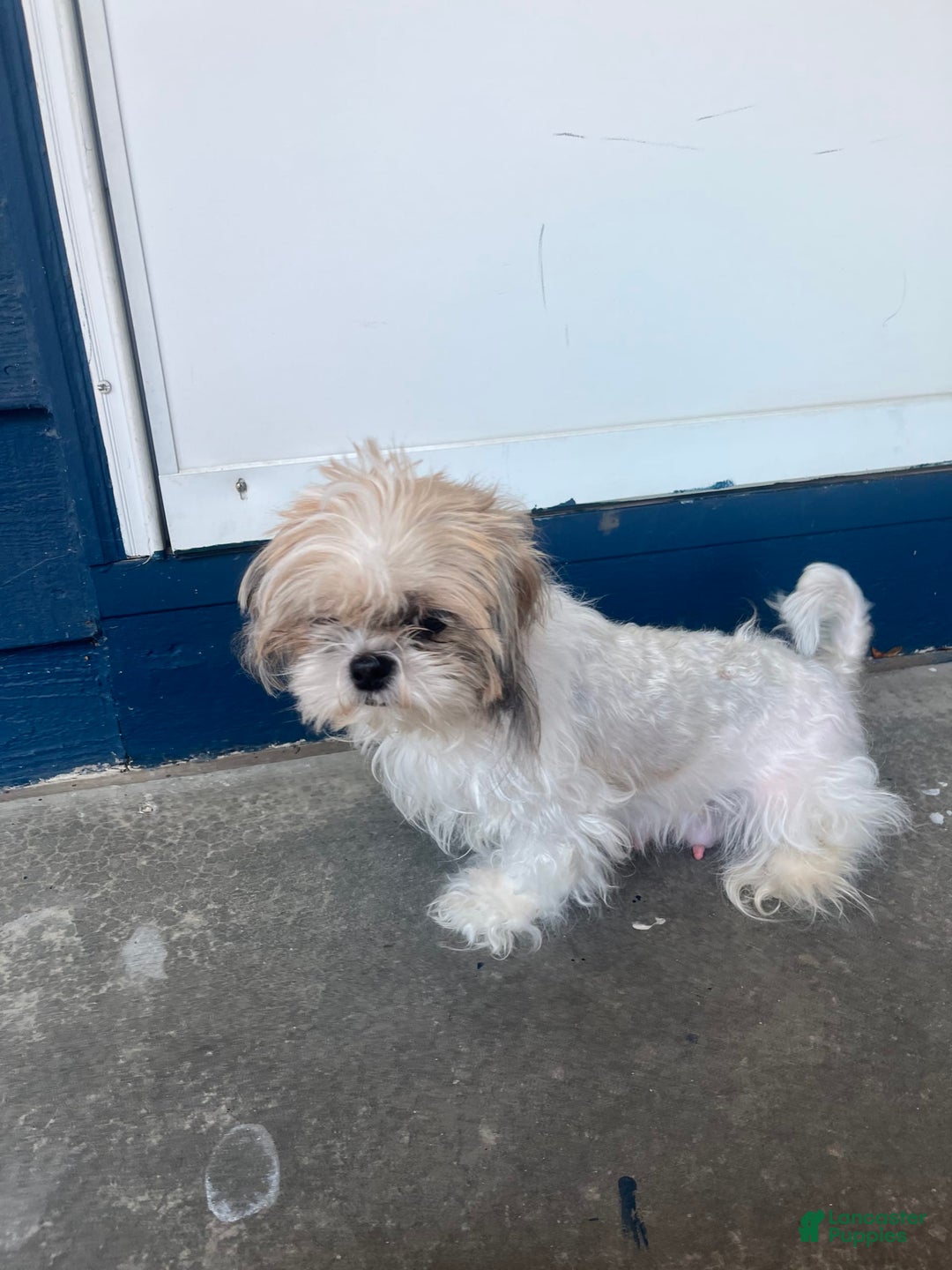 Shih Tzu dogs for sale: Beanie - Image 6