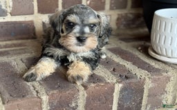 Miniature Schnauzer dogs for sale: Gypsy Male 2 - Image 3