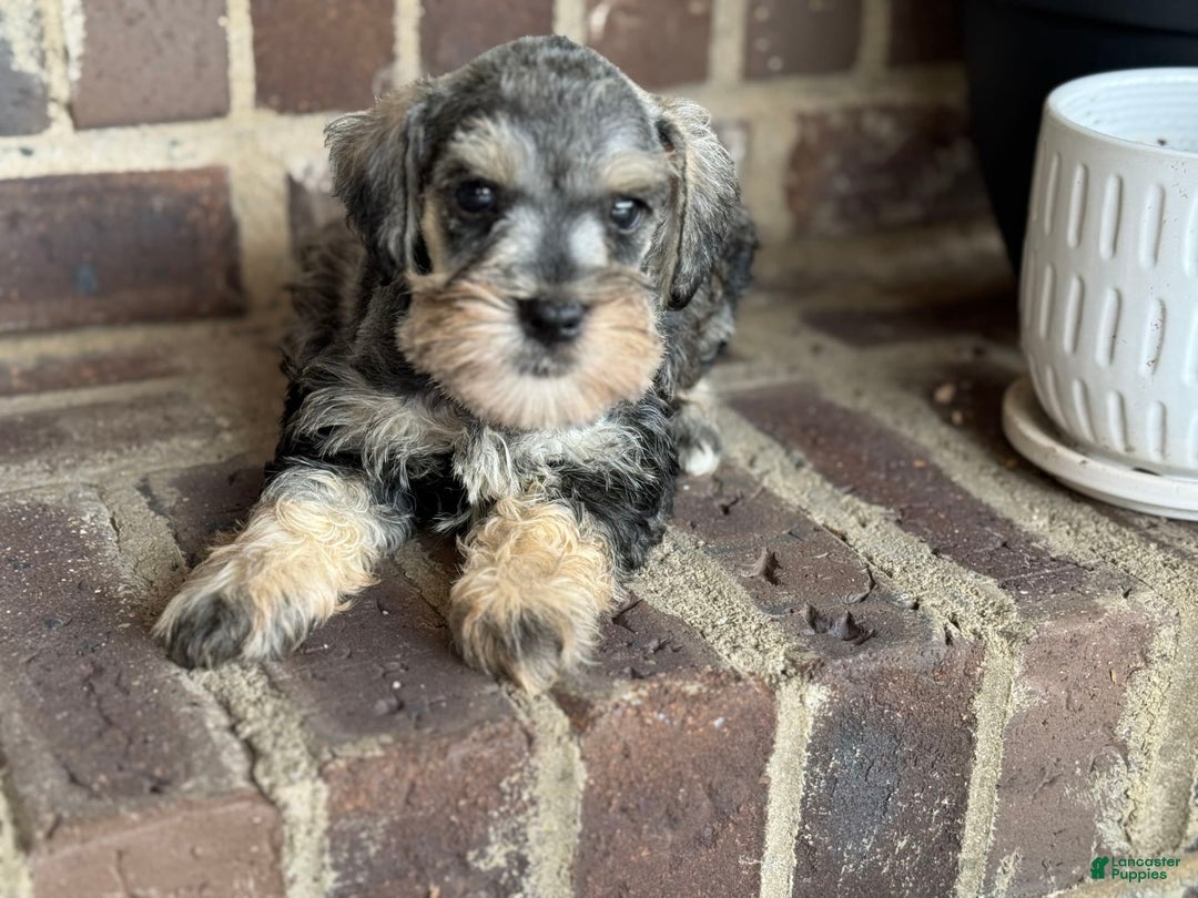 Miniature Schnauzer dogs for sale: Gypsy Male 2 - Image 3